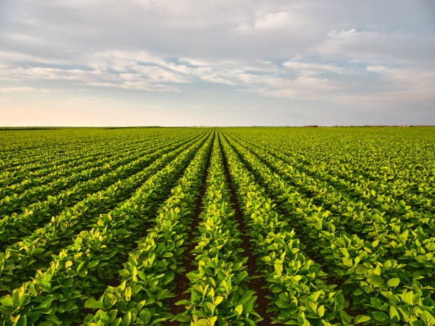 Agriculture